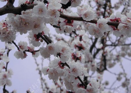 杏花满枝头图片