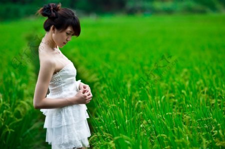 穿白色婚纱的美女站在稻田旁图片