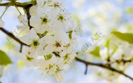 枝头上的白梅花图片