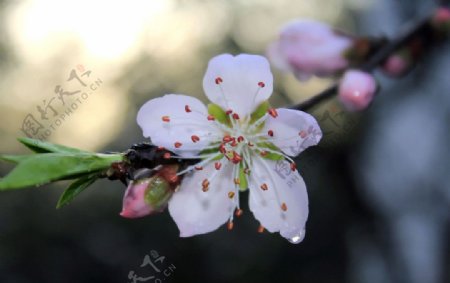 桃花三月的小雨图片