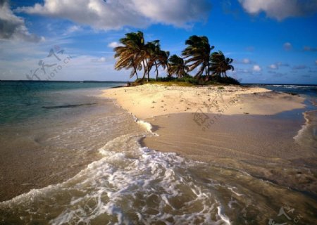 小岛椰树图片
