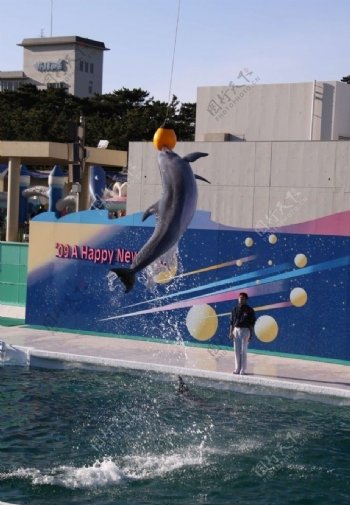 国外的海豚游乐场图片