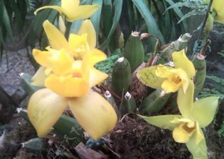 植物园中的黄兰花图片