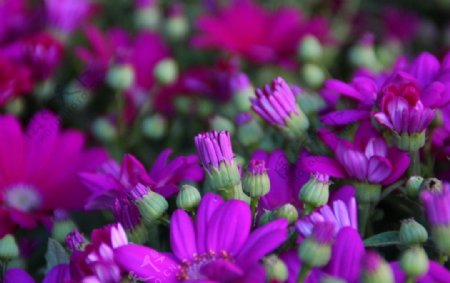 花卉壁纸紫色花朵花图片