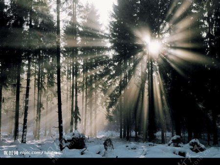 德国威斯特森林冬季薄雾图片