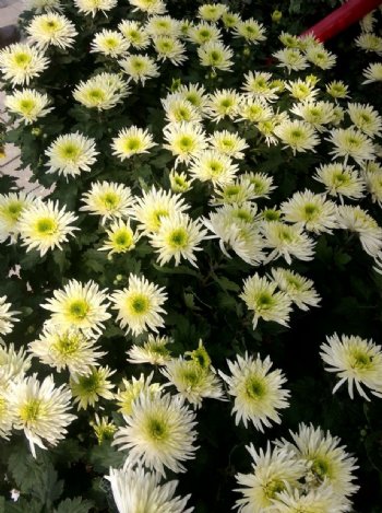 白色菊花丛图片