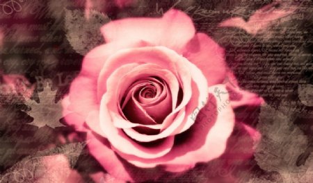 唯美玫瑰花高清壁纸图片