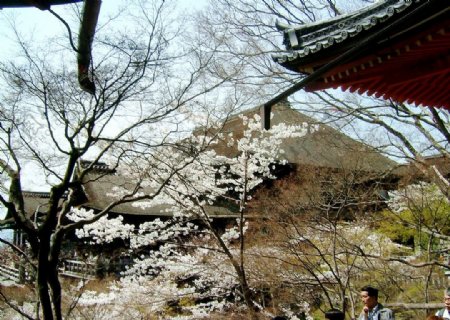清水寺之櫻图片