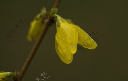 雨中连翘花图片