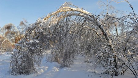 雪地树枝图片