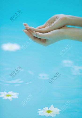 双手和水中花朵图片