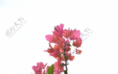三角梅花植物图片