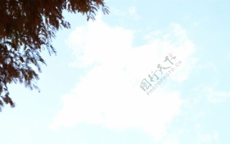 蓝天白云树枝图片
