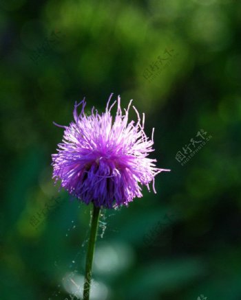 紫毛球花图片