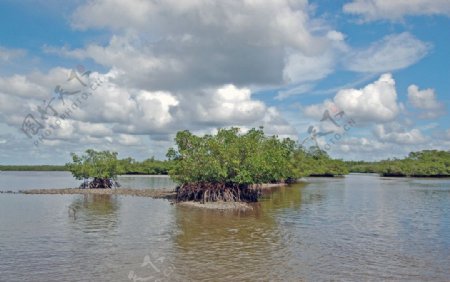 亚马逊河岸图片