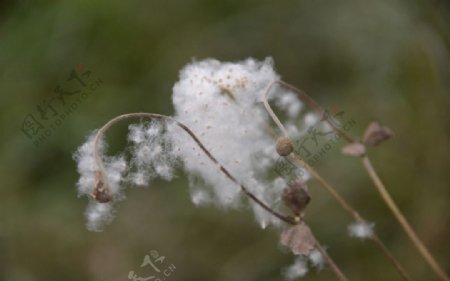 野棉花图片