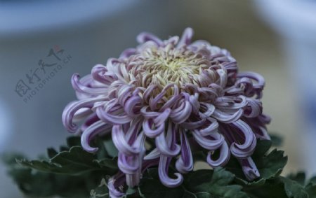 姹紫的菊花图片
