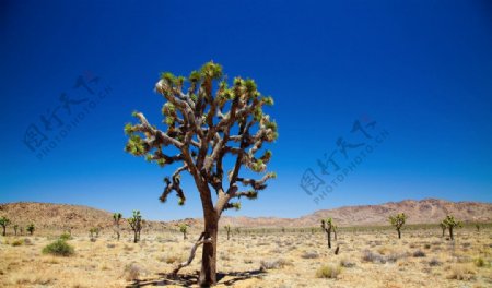 沙漠树图片