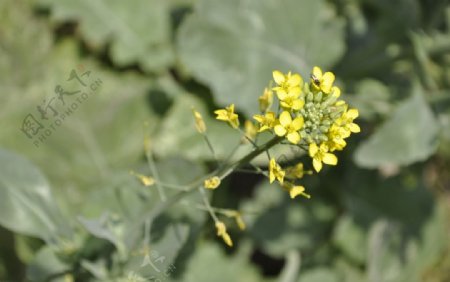 油菜花图片