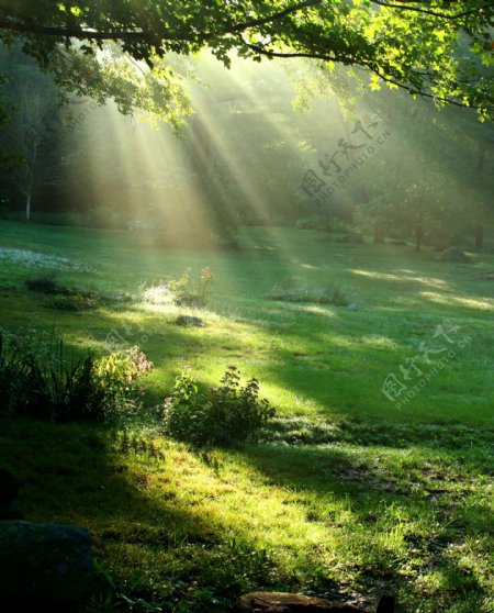 穿过树林的阳光光线图片