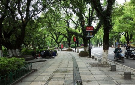 桂林绿树成荫的街道图片