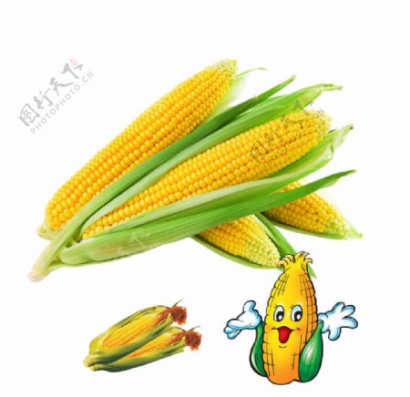 玉米卡通玉米图片