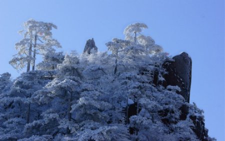 黄山雪松图图片