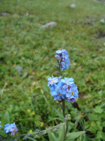 蓝色野花图片