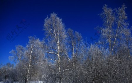蓝天树图片