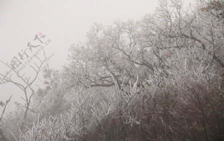 金佛山金龟朝阳步道边的树图片