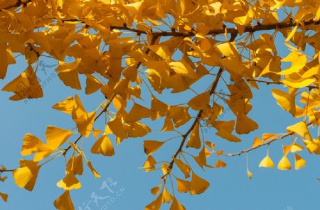 秋日银杏树图片