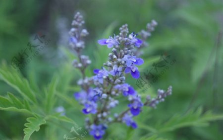 蜂蜜花图片