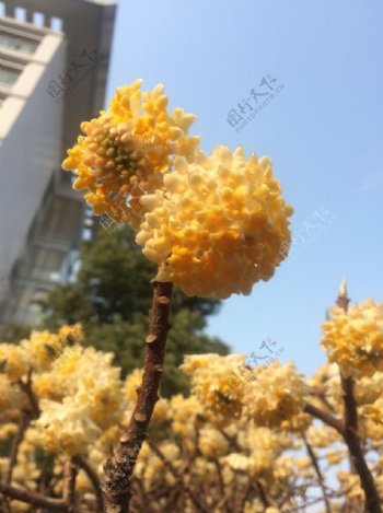 结香花图片