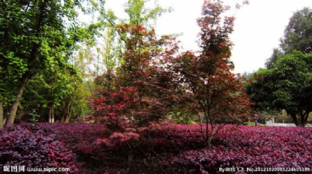 红枫绿树图片