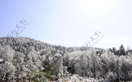 四明山雪景图片