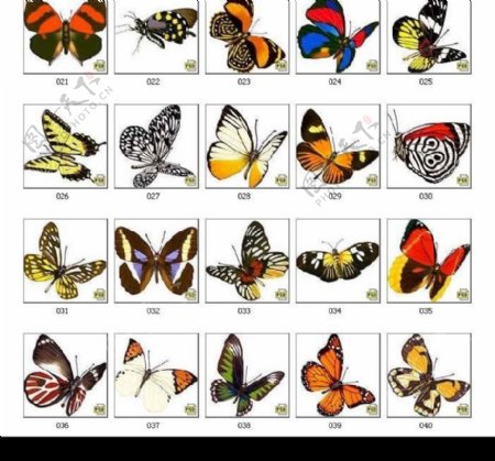 99只美丽的蝴蝶之二图片