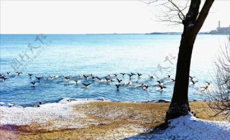 冬日湖边美景图片