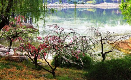 桃花桃树红花图片