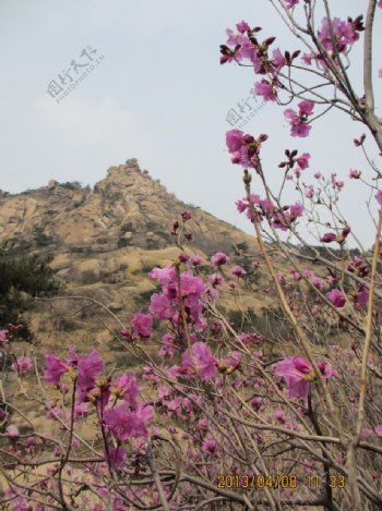 杜鹃花图片