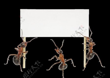 蚂蚁与广告牌图片