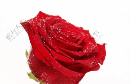 红玫瑰花带露水图片