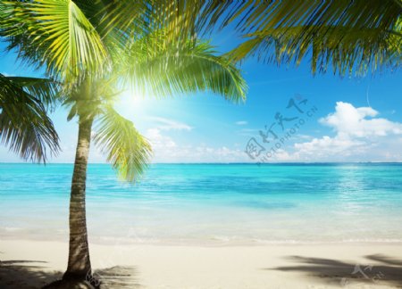 椰子树海水蓝天白云图片