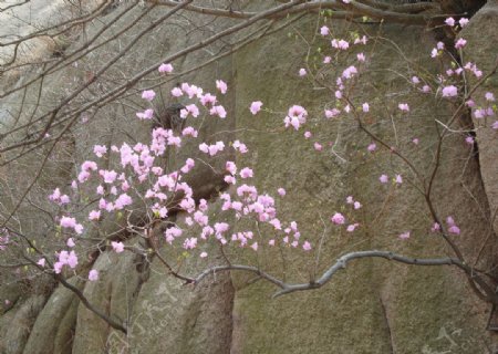 杜鹃花图片