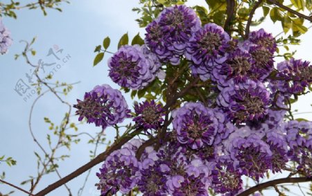 上扬的紫藤花图片
