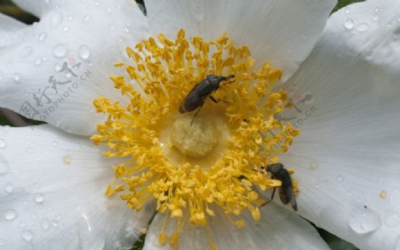 花蕊图片