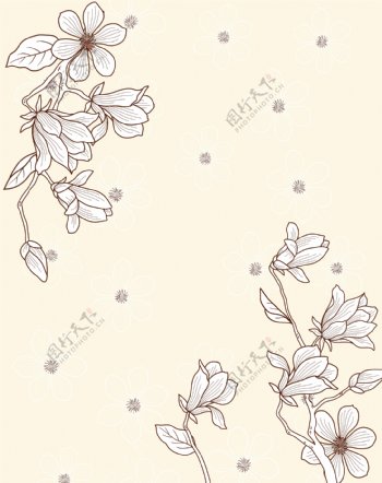 玉兰花纹图片