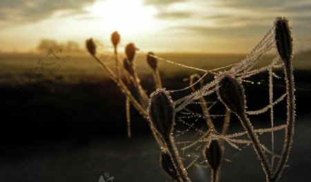 冬天蜘蛛网图片