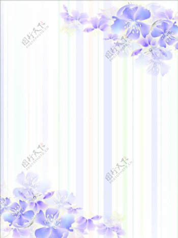紫花情梦图片