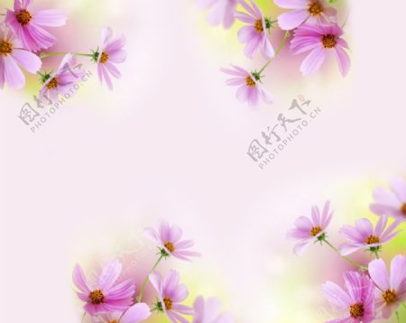 雏菊图片