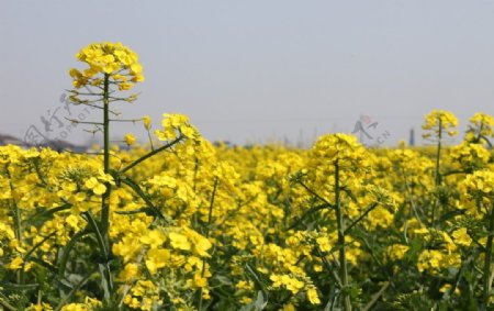 那一片油菜花图片